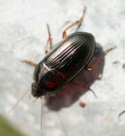 Thumbnail 374031 A
