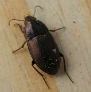 Thumbnail 374032 A