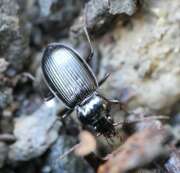 Thumbnail 374038 B