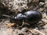 Thumbnail 374041 B
