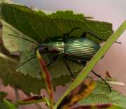 Thumbnail 374046 B