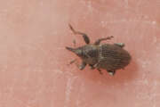 Thumbnail 374048 A