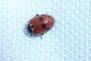 Thumbnail 374064 B