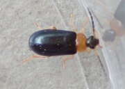 Thumbnail 374074 B