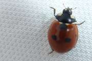 Thumbnail 374080 A