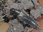 Thumbnail 374098 B