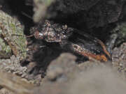 Thumbnail 374103 B