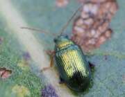 Thumbnail 374166 A