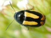 Thumbnail 374172 A