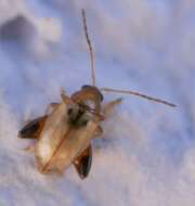 Thumbnail 374186 A