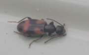 Thumbnail 374198 A