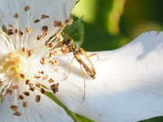 Thumbnail 374207 B