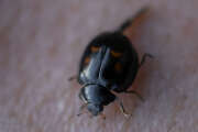Thumbnail 374287 B