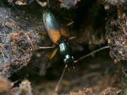 Thumbnail 374402 B