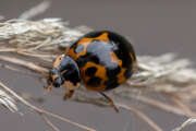 Thumbnail 374450 B