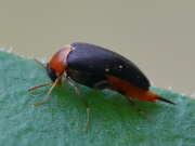 Thumbnail 374640 A