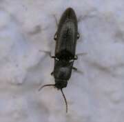 Thumbnail 374645 A