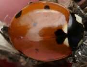 Thumbnail 374791 A