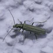 Thumbnail 374815 B