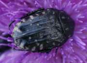 Thumbnail 374871 A