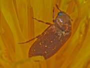 Thumbnail 374906 B