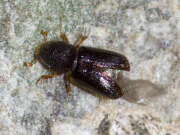 Thumbnail 375024 B