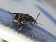 Thumbnail 375056 B