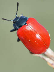 Thumbnail 375061 B