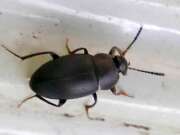 Thumbnail 375069 B