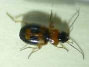 Thumbnail 375071 B