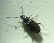Thumbnail 375072 A