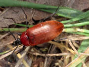 Thumbnail 375079 B