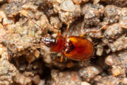 Thumbnail 375092 A