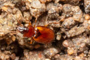 Thumbnail 375092 B