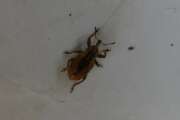 Thumbnail 375095 B