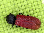 Thumbnail 375104 B
