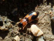 Thumbnail 375123 B