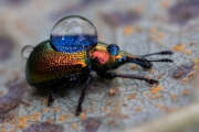Thumbnail 375125 B