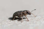 Thumbnail 375126 A