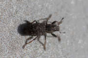 Thumbnail 375126 B
