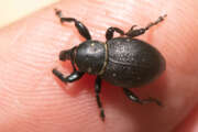 Thumbnail 375140 A