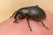 Thumbnail 375140 B