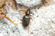 Thumbnail 375148 B