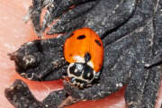 Thumbnail 375151 A