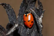 Thumbnail 375151 B