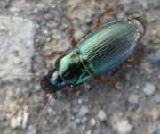 Thumbnail 375161 B