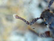 Thumbnail 375184 B