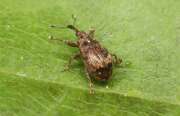 Thumbnail 375302 B