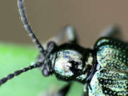 Thumbnail 375307 B