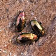 Thumbnail 375347 B